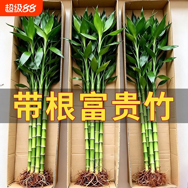 带根富贵竹水培植物客厅招财室内花卉绿植鸿运竹转运竹子盆栽桌面