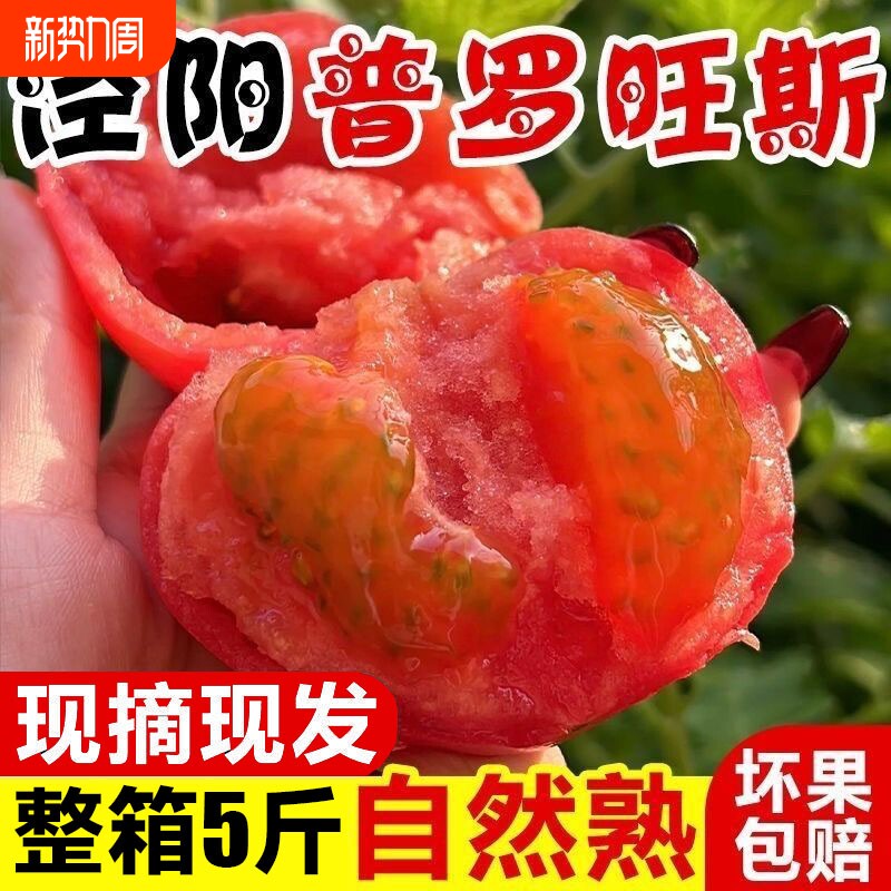 现摘当季西红柿新鲜水果普罗旺斯番茄沙瓤自然熟生吃蔬菜整箱5斤