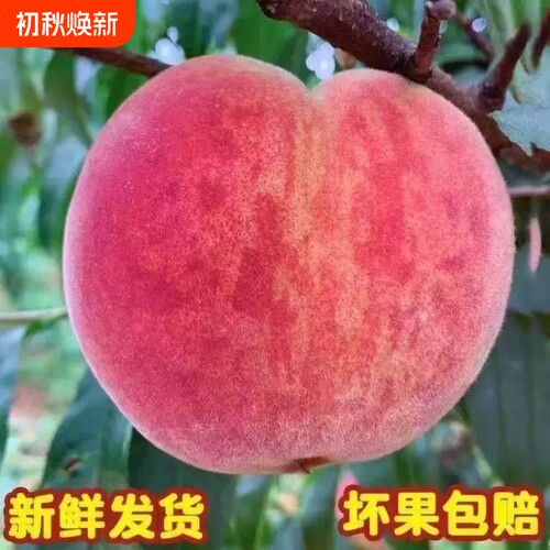 现摘山西正宗脆甜大红桃新鲜当季水果大果桃子毛桃水蜜桃整箱批发