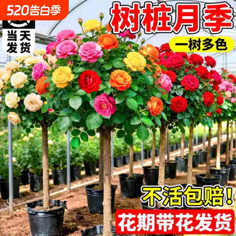 棒棒糖月季四季开花卉盆栽庭院室外花园植物特大树状树桩月季老桩