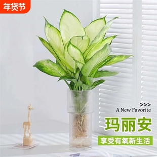 水培植物玛丽安盆栽万年青富贵竹室内绿植好养植物客厅净化空气花