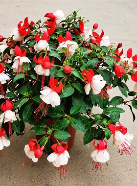 四季倒挂金钟盆栽吊钟海棠藤本灯笼花带花发垂吊室内庭院花苗