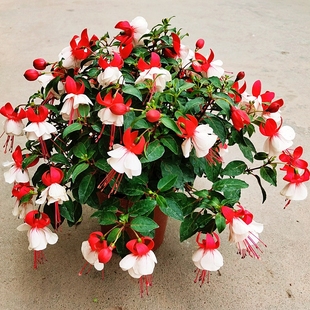 四季倒挂金钟盆栽吊钟海棠藤本灯笼花带花发垂吊室内庭院花苗