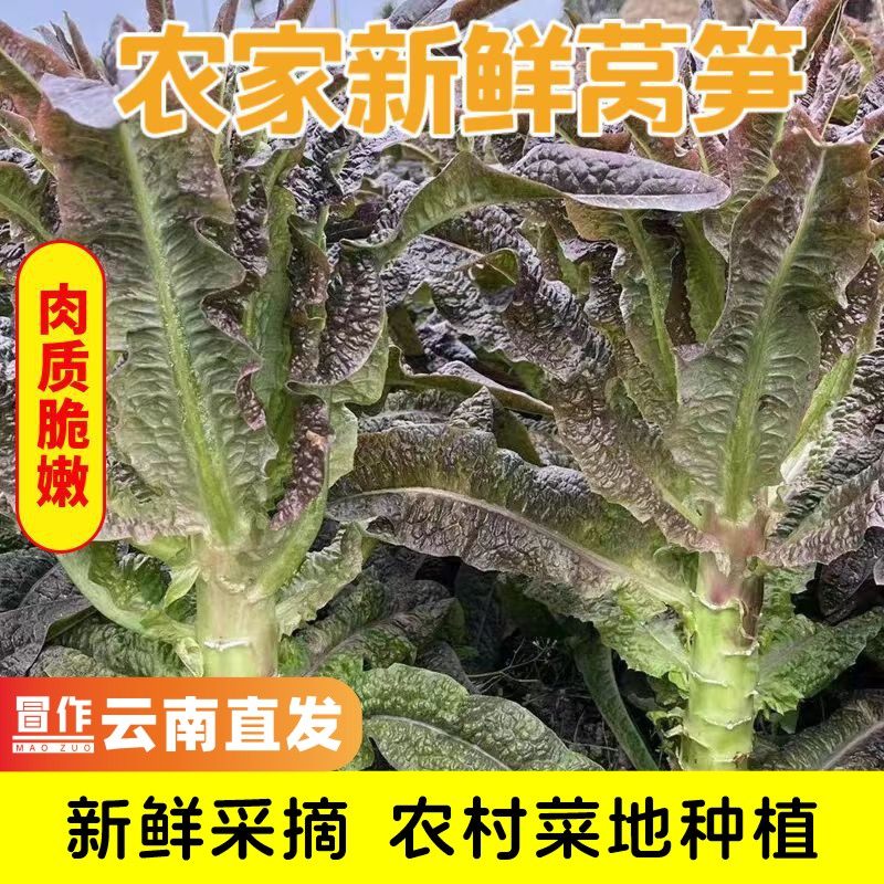 紫叶香莴笋新鲜露天香莴苣绿心应季蔬菜农家自种香笋火锅云南蔬菜,水产肉类/新鲜蔬果/熟食,其它,淘宝优惠券,粉丝福利购,淘宝优惠卷