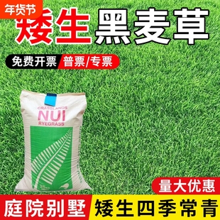 草坪草籽黑麦草种子多年生矮生耐寒种籽庭院绿化护坡草子种四季青