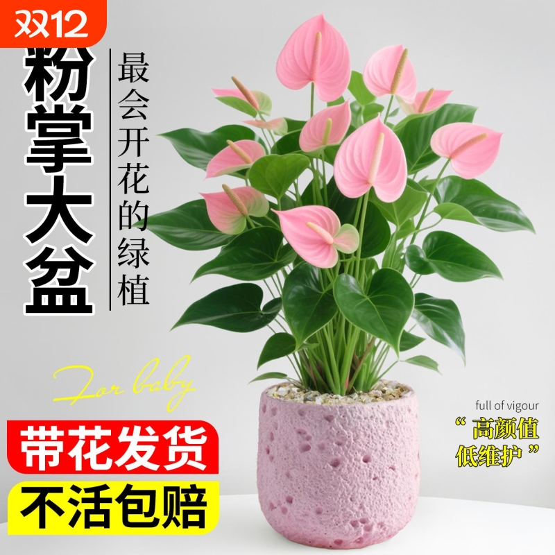 粉掌盆栽带花室内植物客厅桌面绿植花卉盆景净化空气好养活开花