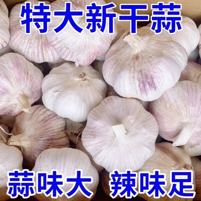 农家新干蒜大蒜头金乡大蒜包邮紫白皮大蒜种子特级大蒜批发旗舰店
