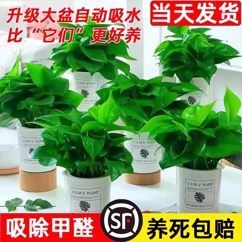 绿萝盆栽室内植物吸甲醛绿箩长藤大叶新房家用除甲醛绿植水培绿罗