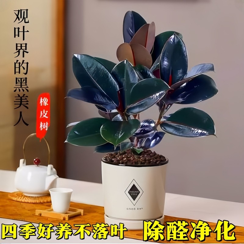 橡皮树黑金刚客厅小苗盆栽真树大叶净化空气室内绿植办公室好养活
