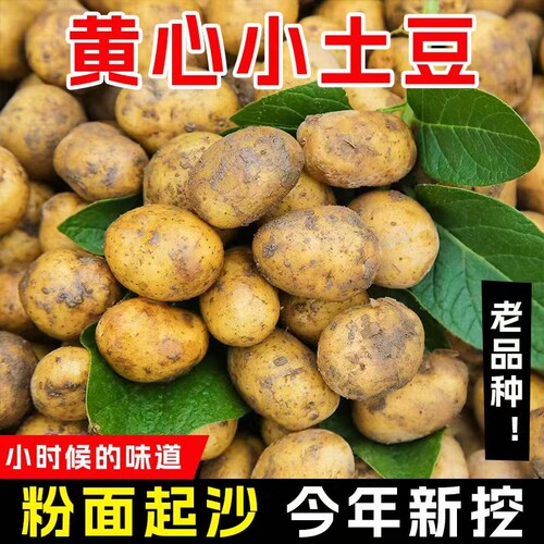 正宗恩施小土豆迷你新鲜