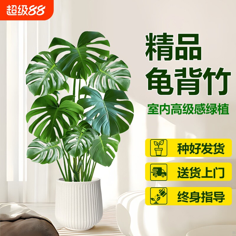 龟背竹客厅大盆栽老桩植物办公室大型绿植室内水培高级感网红落地图片