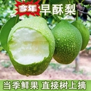 正宗早酥梨山西青皮梨子當季 水果脆甜現摘新鮮梨子 新鮮應季