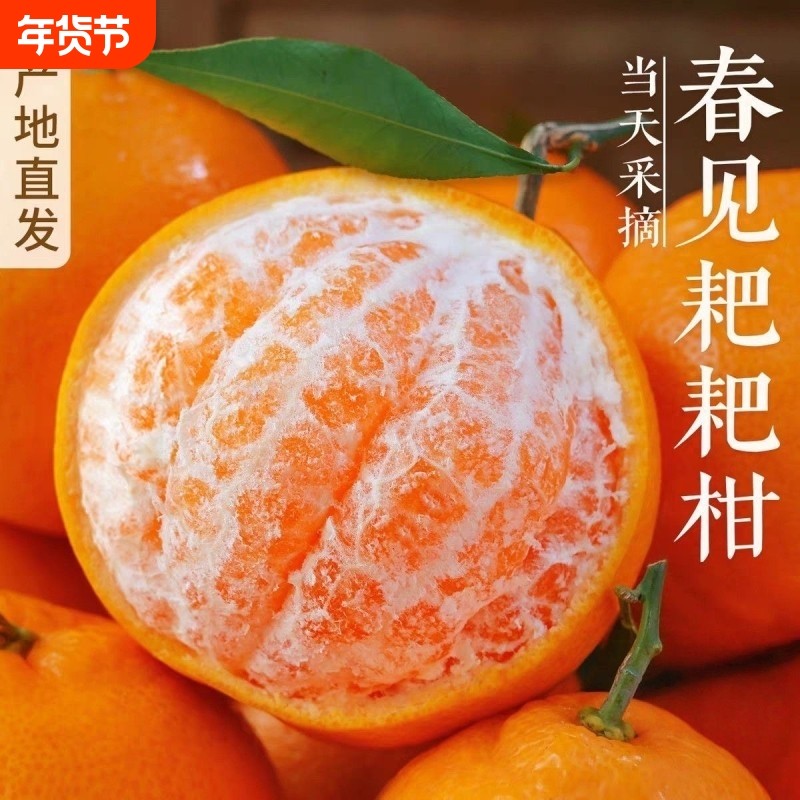 包甜正宗四川春见耙耙柑新鲜水果当季整箱橘子特级粑粑柑桔橘子,水产肉类/新鲜蔬果/熟食,桔子,淘宝优惠券,粉丝福利购,淘宝优惠卷