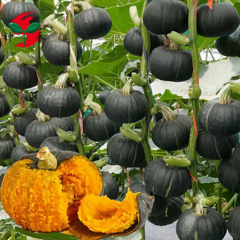 南瓜贝贝板栗小南瓜种子南瓜种子种子迷你贝贝有机南瓜蔬菜种子孑