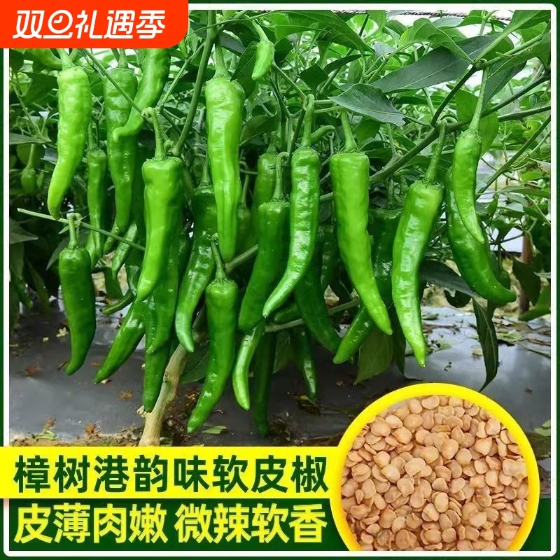 正宗樟树港辣椒种子羊角土辣椒孑特产牛角椒湖南微中辣椒