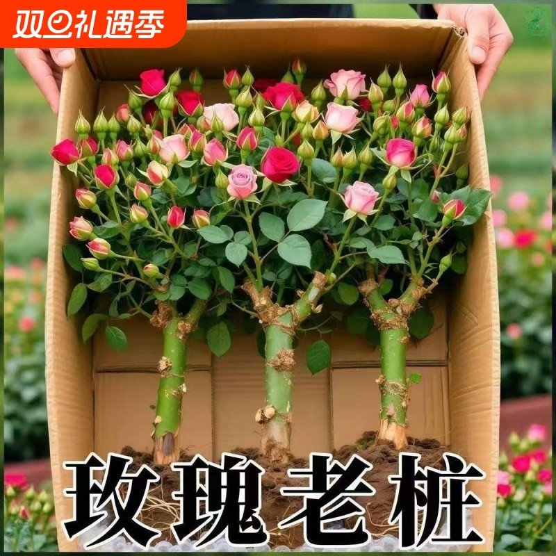 玫瑰花苗老桩开花月季花花卉四季老根盆栽室内多色玫瑰花阳台庭院