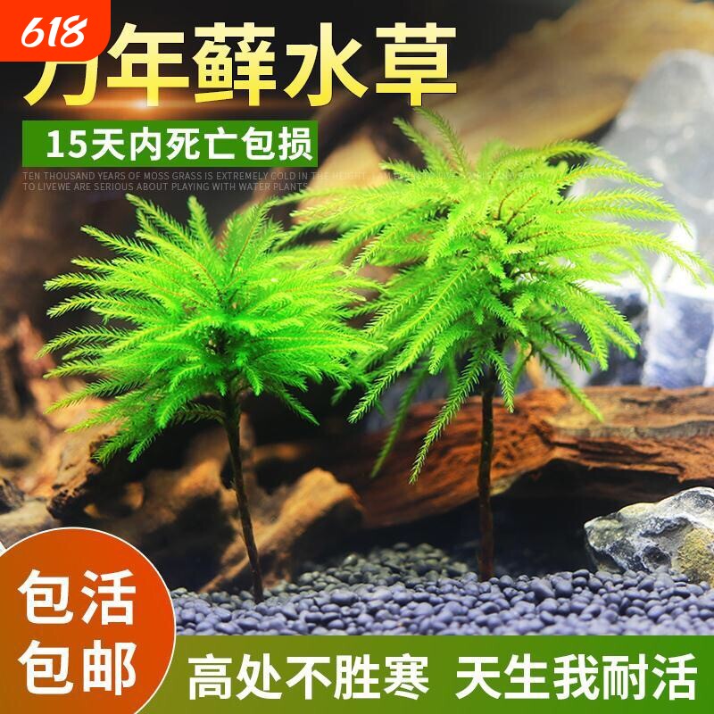 万年藓鱼缸造景水草植物雨林缸水培真草蜈蚣草绿菊花固定淡水好养