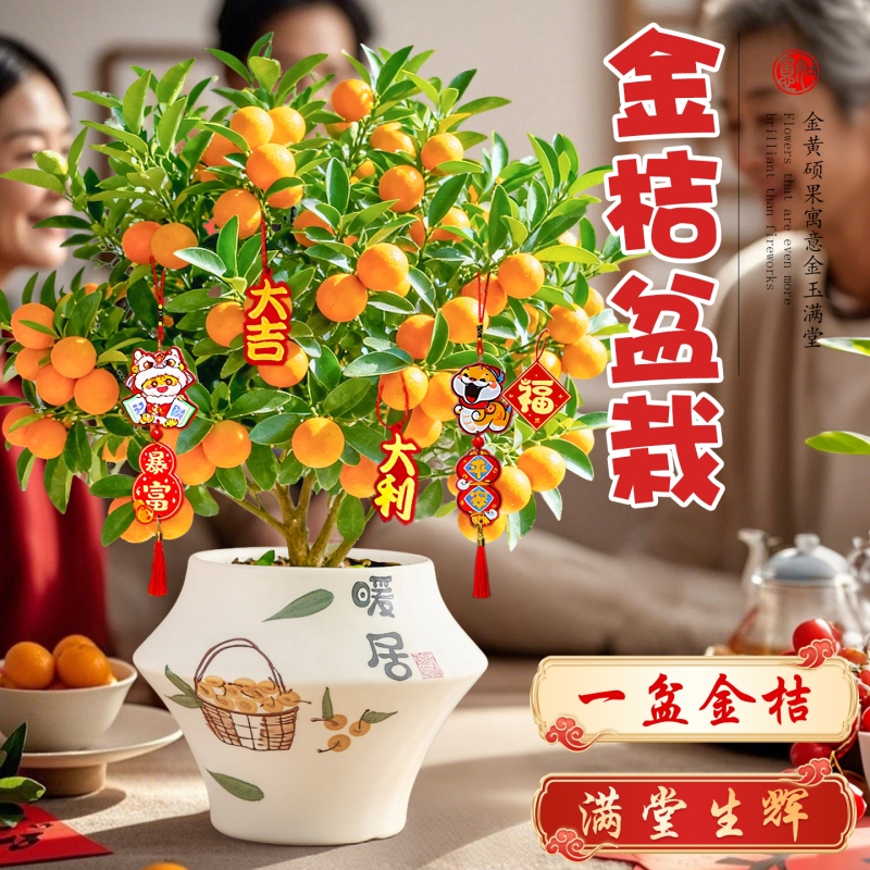 金桔树盆栽年宵花卉盆景