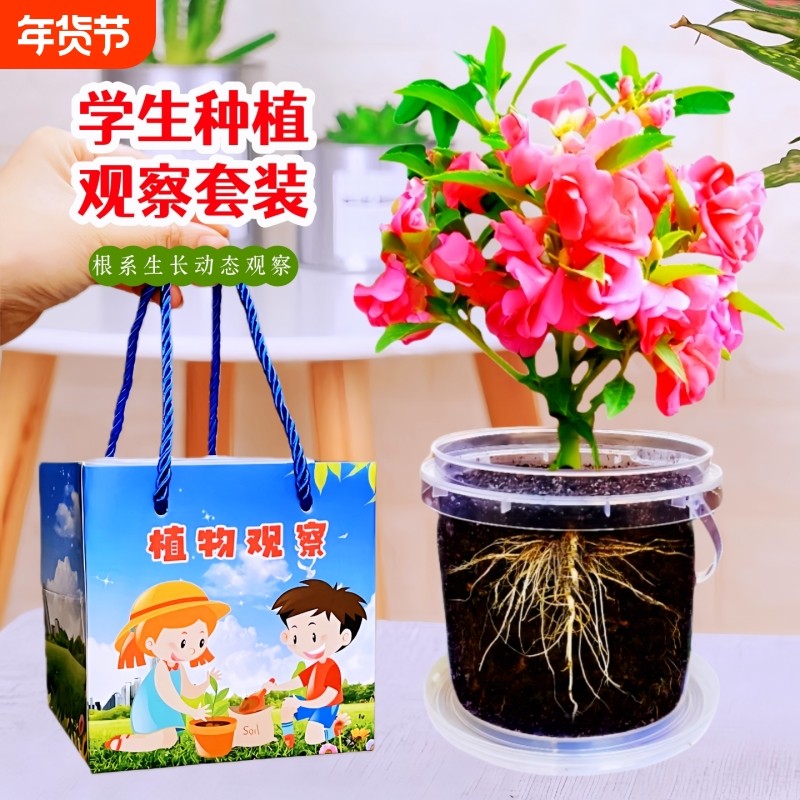 凤仙花种籽四季小学生科学实验观察指甲花儿童种植小盆栽植物种子