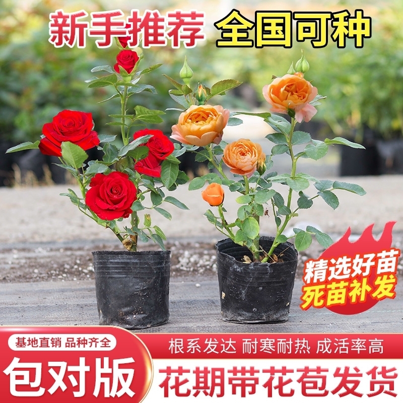 玫瑰花苗月季小苗四季开花盆栽花卉爬藤绿植物大藤本蔷薇月季花苗