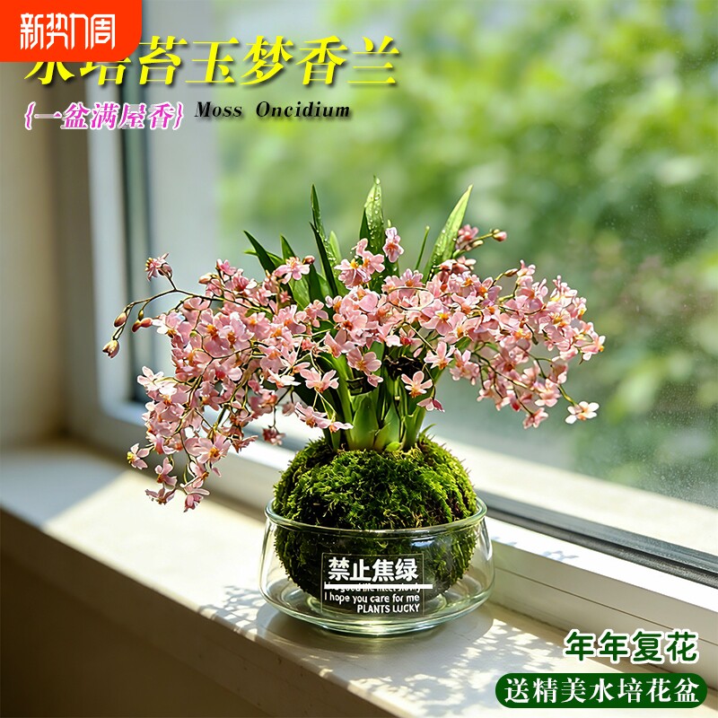 水培梦香水文心兰花苗冬带花苞室内懒人好养浓香盆栽花卉多肉绿植