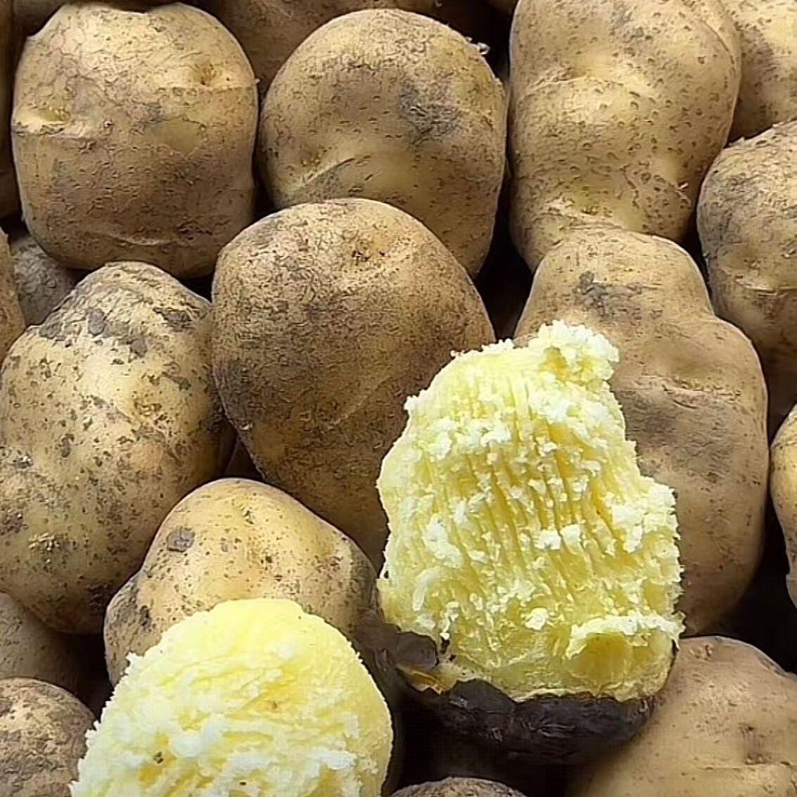 云南昭通大山黄心土豆新鲜食用农产品黄心土豆农家自种净重