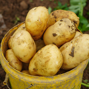 东北黄心土豆当年新鲜土豆现挖当季 马铃薯黄心带箱洋芋顺丰可选