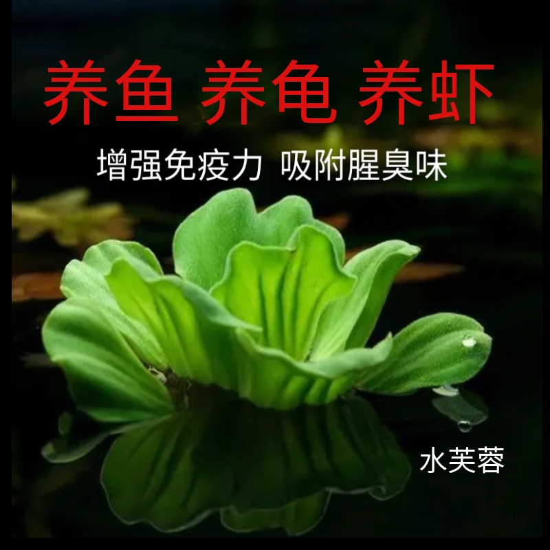 水芙蓉苗水草水生植物鱼缸池塘造景阳台水生植物懒人乌龟浮萍养龟