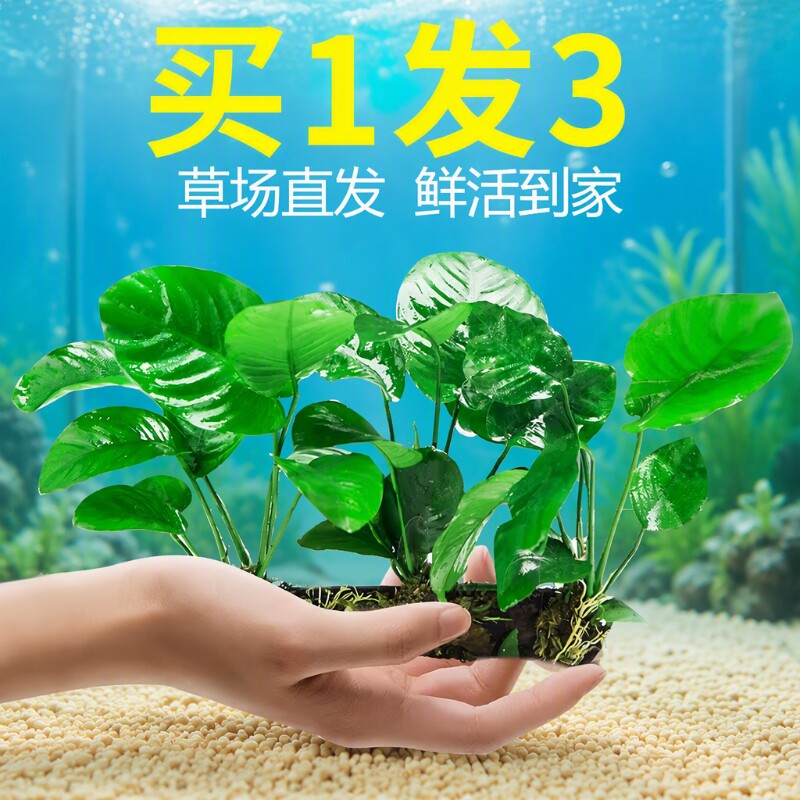 水榕沉木水草鱼缸造景增氧净水图片