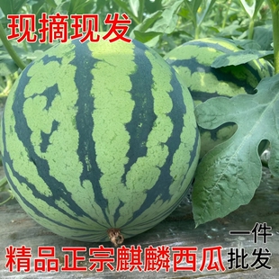 郭庙西瓜新鲜头茬西瓜无籽有籽现摘现发西瓜一整箱老人孕妇水果