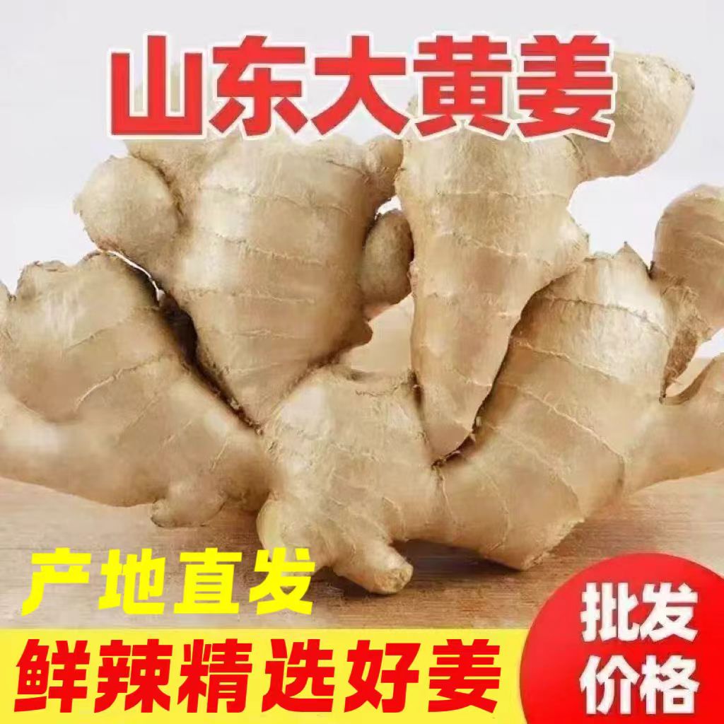 山东特产大黄姜新鲜无土辛辣味浓的生姜大块姜天然新鲜生姜块