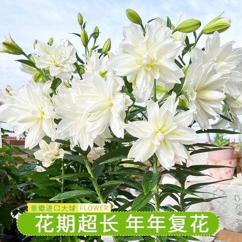 重瓣香水百合花种球四季开花好养易活盆栽花卉绿植室内花种子花期