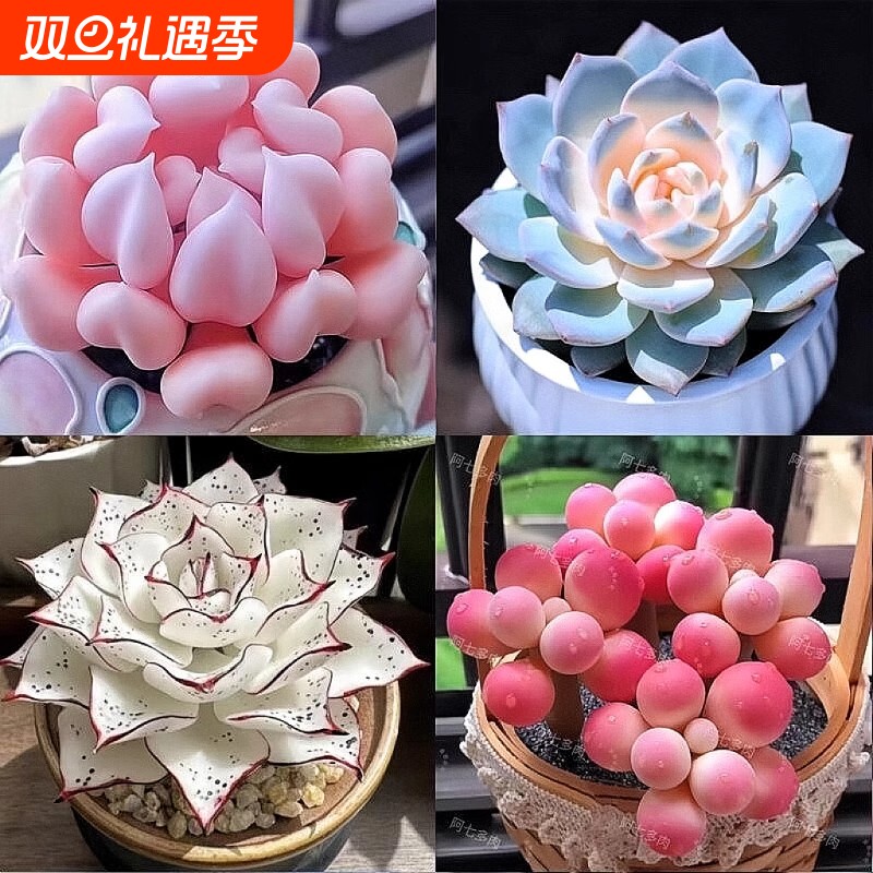 新款多肉植物盆栽组合侧影纯爱红蜻蜓水蜜桃新手好养耐寒办公肉肉