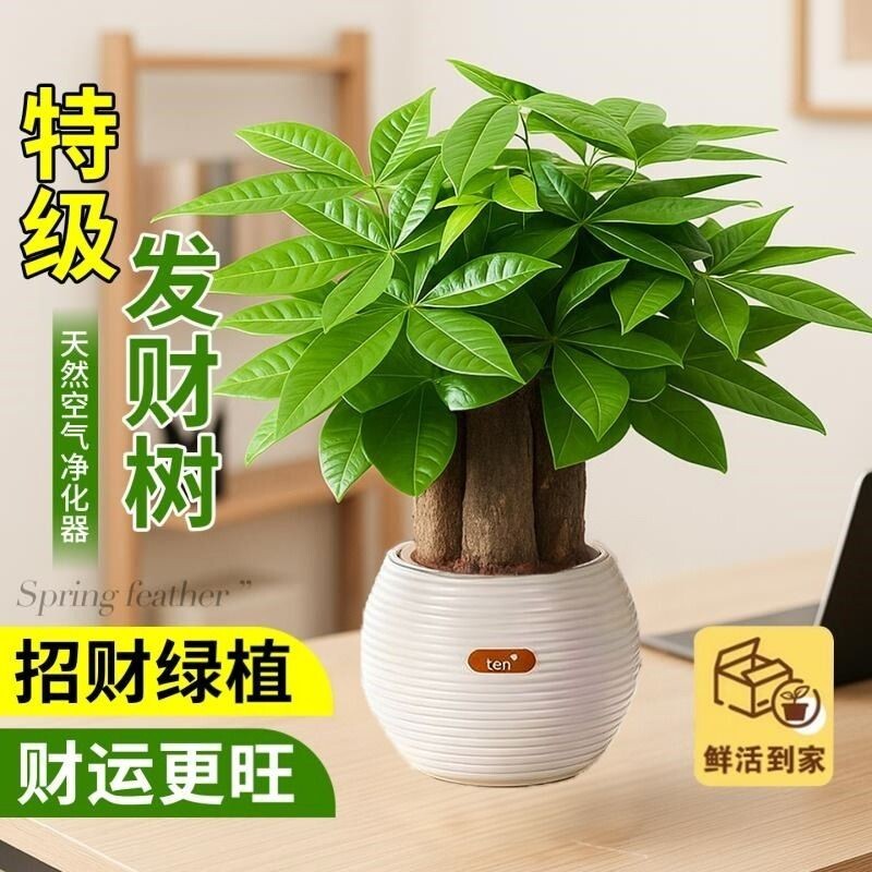 三杆发财树绿植小盆栽客厅旺宅植物桌面四季好养除甲醛招财树室内 - 实物图