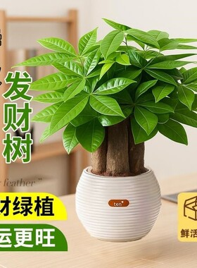 发财树小盆栽绿植客厅旺宅植物桌面四季好养除甲醛招财树室内花盆