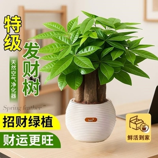 三杆发财树绿植小盆栽客厅旺宅植物桌面四季好养除甲醛招财树室内