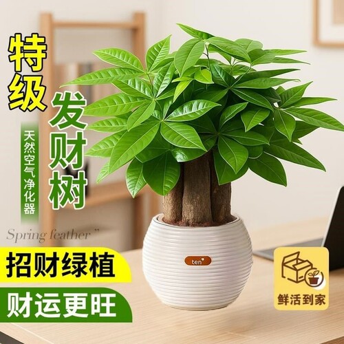 三杆发财树小盆栽绿植客厅旺宅植物桌面四季好养除甲醛招财树室内