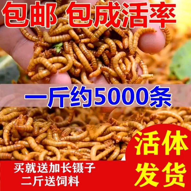 面包虫活体黄粉虫活虫鹦鹉鱼金龙鱼乌龟画眉鸟石蛙饲料包邮一斤