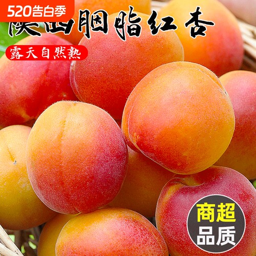 陕西胭脂红杏源头好货放心购