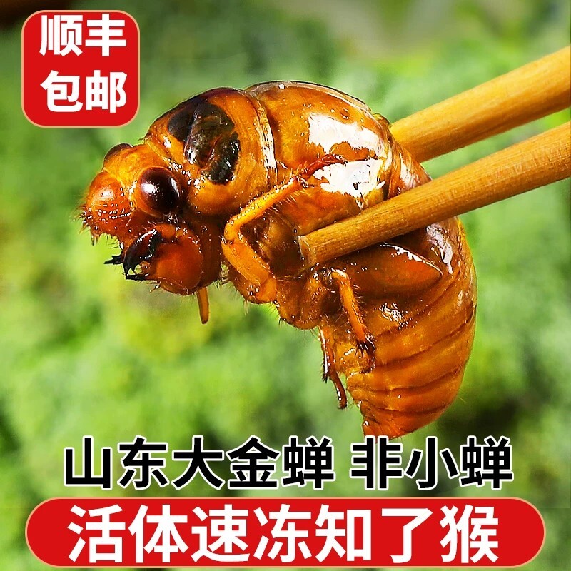 新鲜知了猴2026批发活体金蝉知了鲜活蚕蝉蛹爬叉猴结了龟冷冻食材