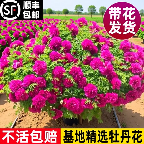 牡丹花苗盆栽洛阳正宗大苗花种老桩庭院花卉重瓣室内外牡丹花树苗