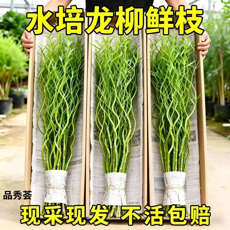 龙柳鲜枝水培植物雪柳干枝带花苞柳条枝客厅绿植花卉室内盆栽好养