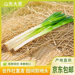 山东章丘大葱新鲜铁杆蘸酱嫩葱特级甜葱批发东北特产整箱京东包邮
