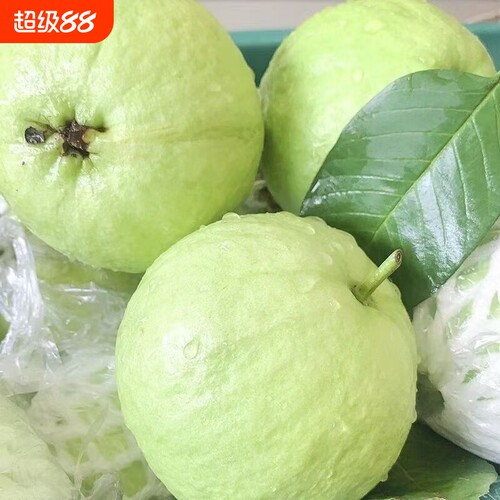 广西白心芭乐脆甜白肉番石榴果切水果店专用新鲜应季水果整箱批发