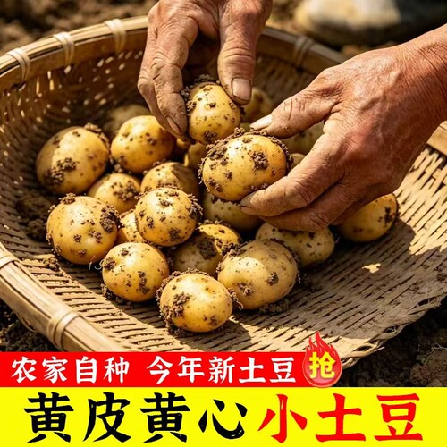 现挖新鲜黄心小土豆洋芋