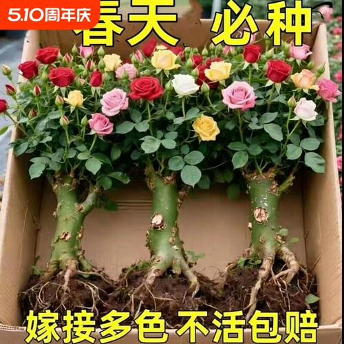 玫瑰花苗老桩盆栽花卉多季节开花绿植物月季蔷薇老根阳台四季嫁接