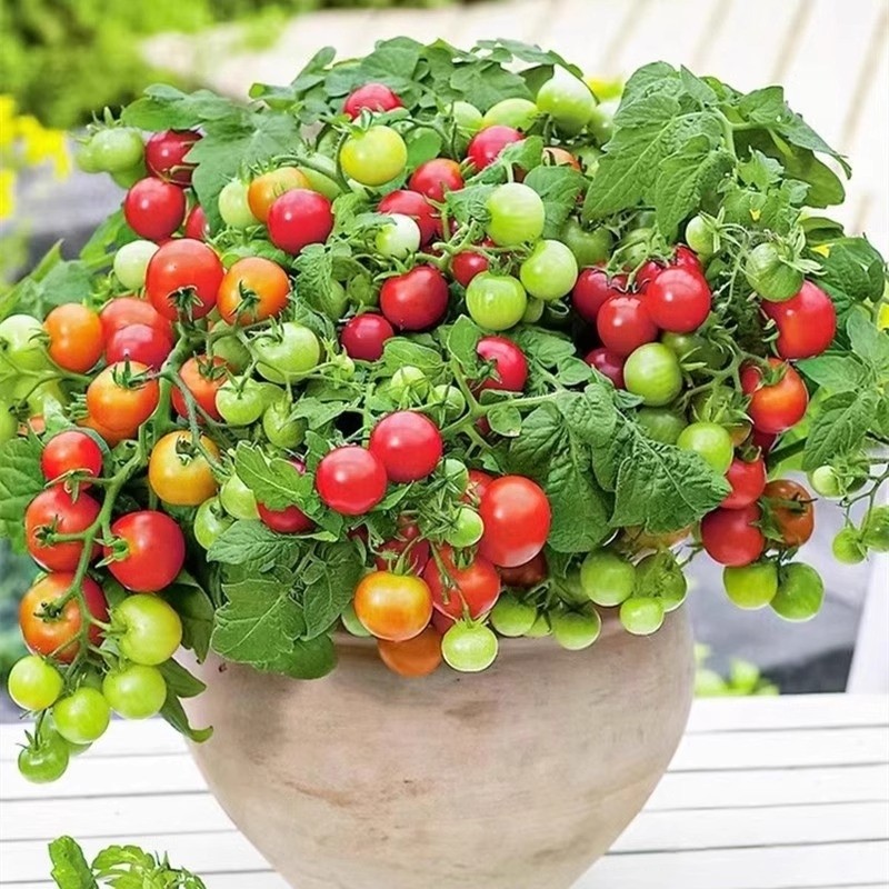 四季矮番茄苗红珍珠番茄苗蔬菜苗蔬菜种苗番茄西红柿苗多规格