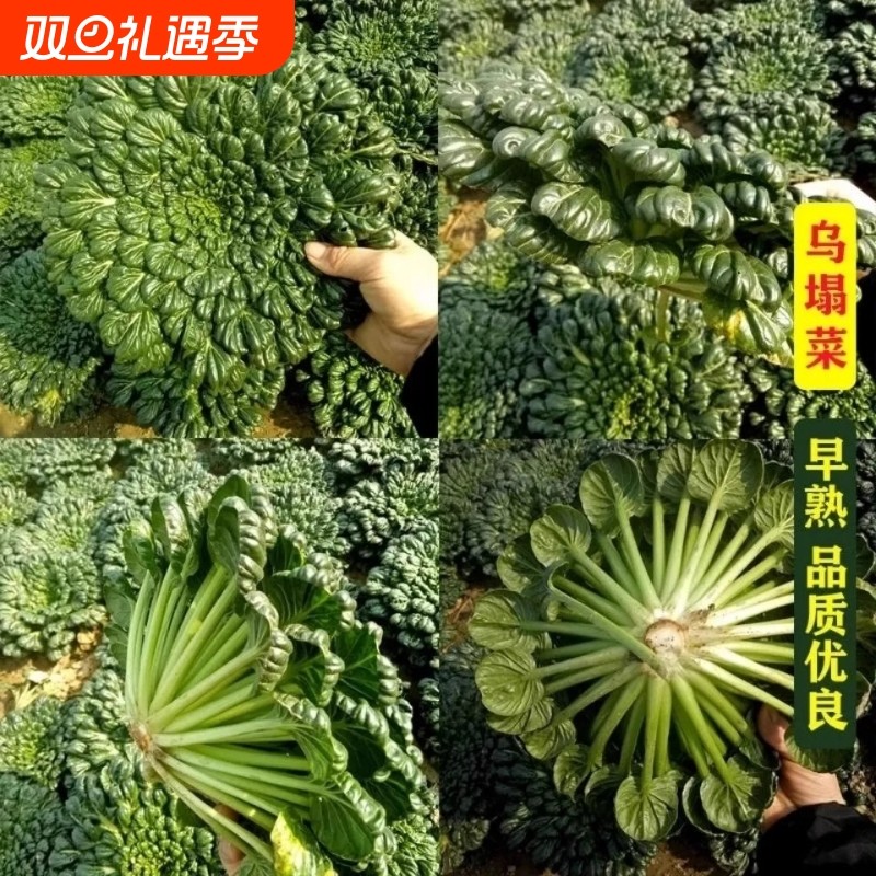 乌塌菜蔬菜种子四季种植家庭阳台盆栽庭院易种番茄黄瓜辣椒香菜籽