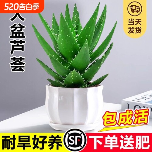 芦荟盆栽大盆室内可水培净化空气绿植办公仙人掌多肉植物四季好养