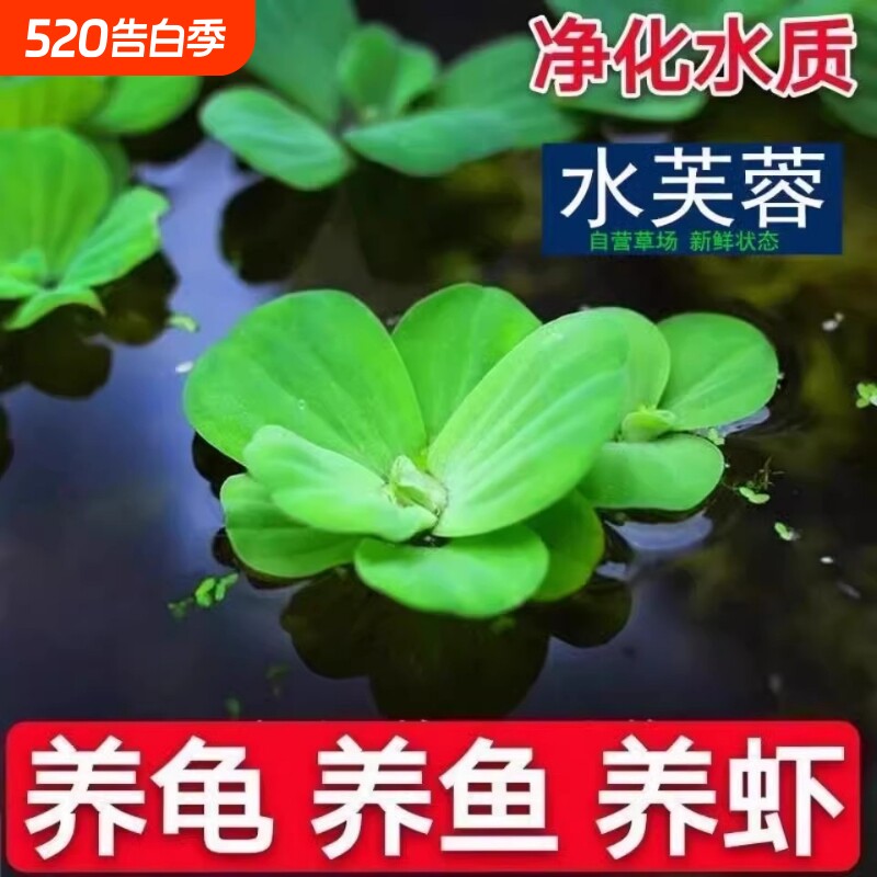 水芙蓉鱼缸造景水草水培浮萍植物养鱼沙装饰增氧用品水质躲避养龟
